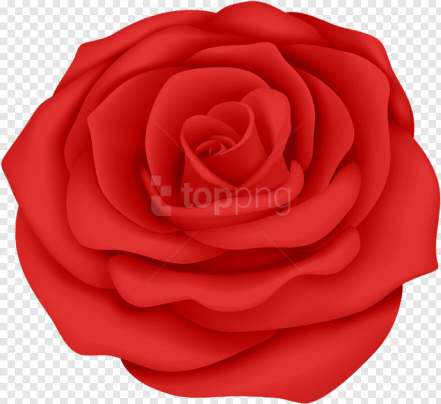  Single Rose Flower, Rose Flower Vector, Rose Border, Rose Flower, Pink Rose Flower, Rose Tattoo