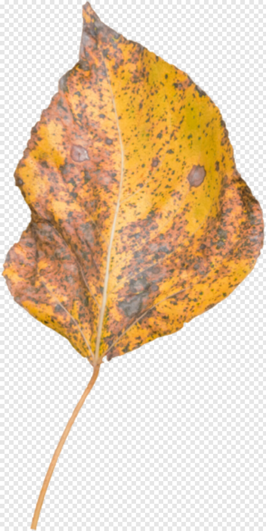 autumn-leaf # 441646