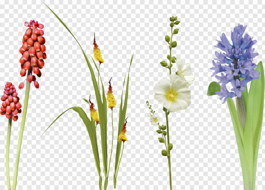  Grass Flower, Grass For Photoshop, Images For Photoshop, Grass With Flower Background, Photoshop Logo, Photoshop S