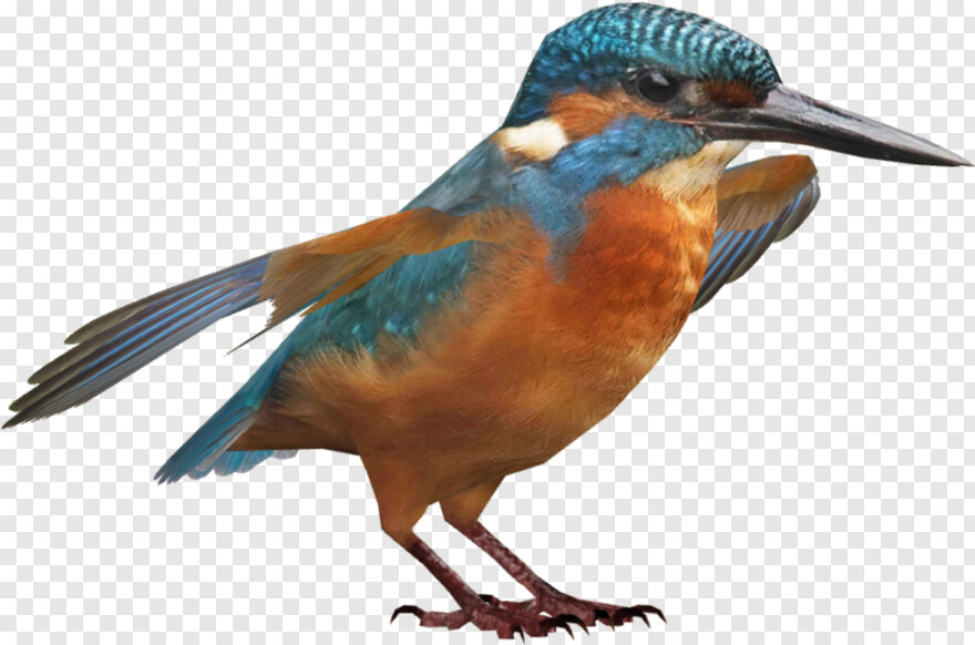 kingfisher-logo # 730568