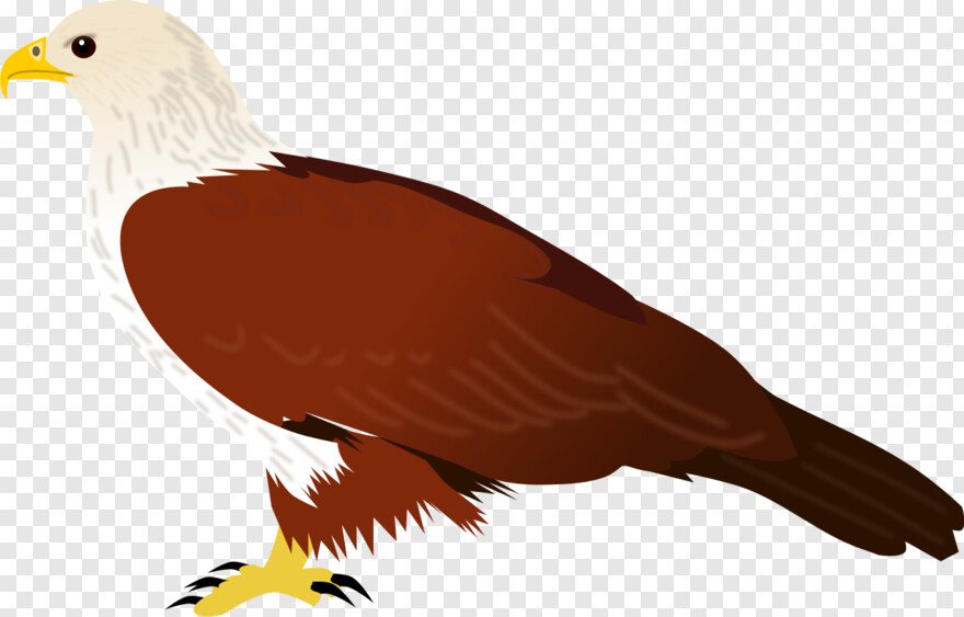bald-eagle-head # 419435