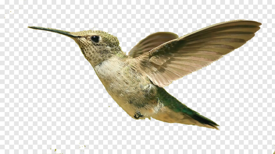 hummingbird # 360049