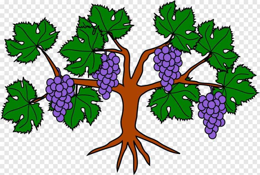 grapes # 786805