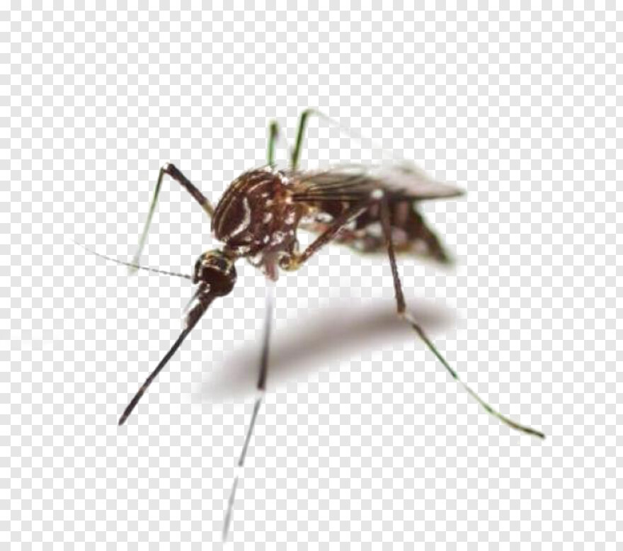 mosquito # 763337