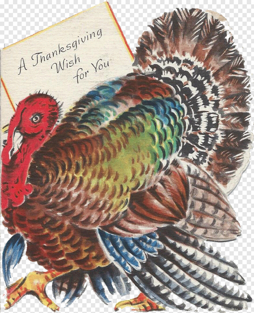thanksgiving-turkey # 357384