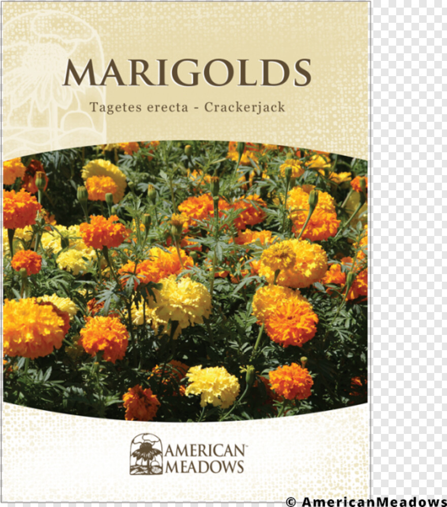 marigold-flower # 701177