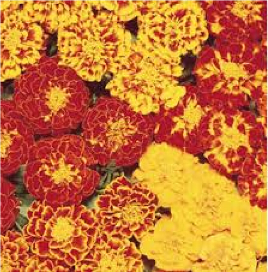 marigold-flower # 974166