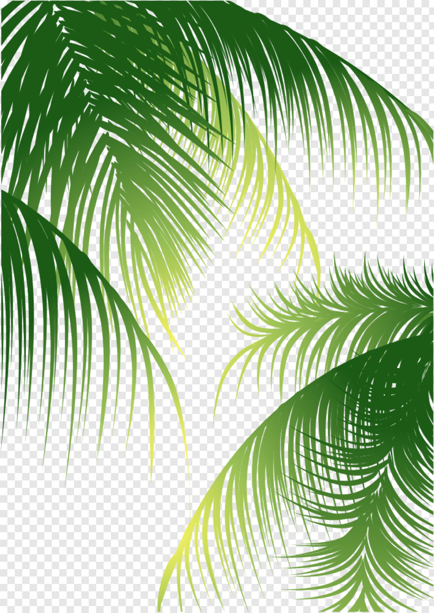 beach-coconut-tree # 990209