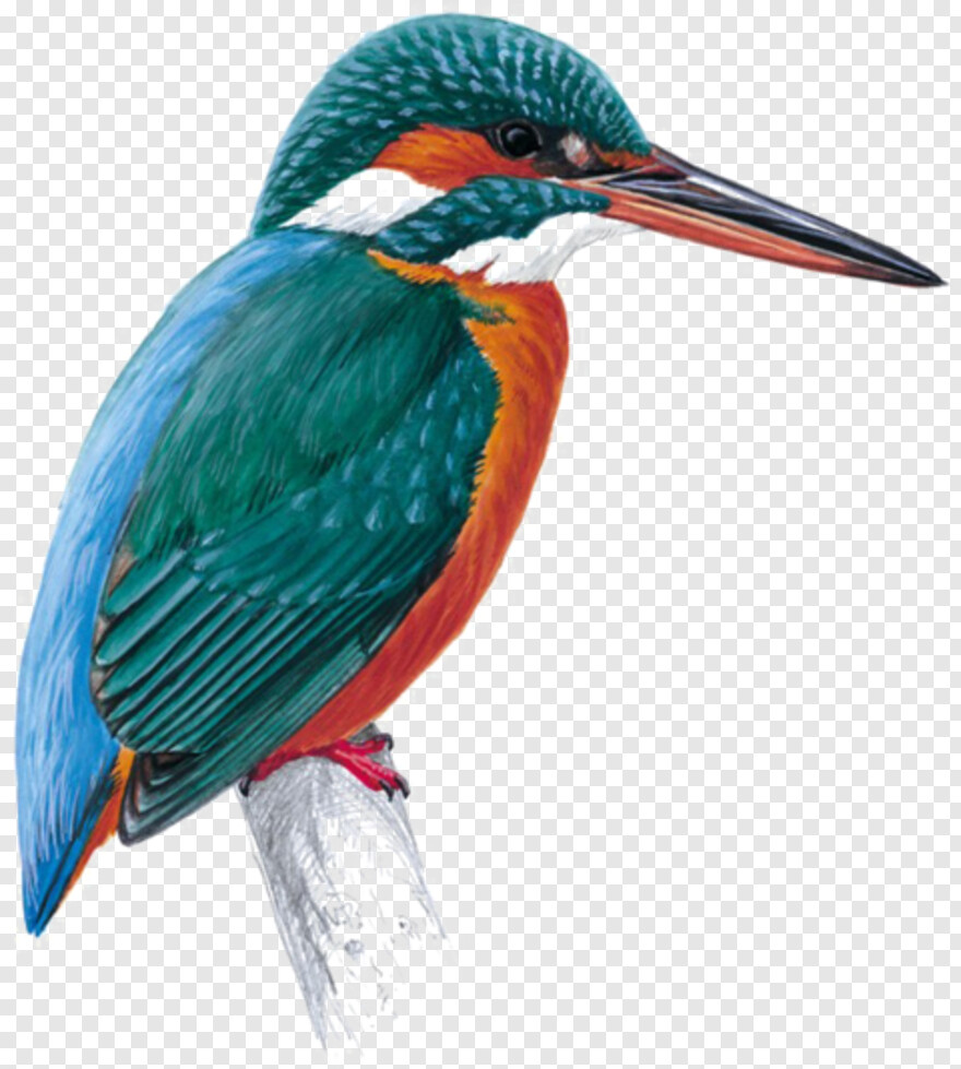 kingfisher-logo # 730579