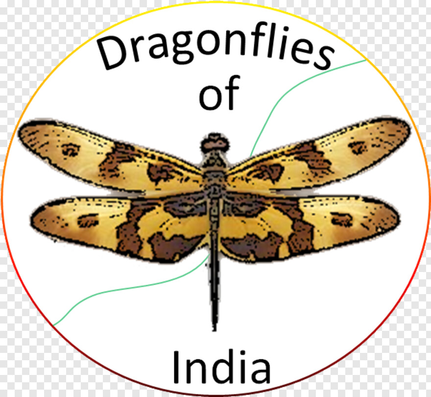 dragonfly # 884921