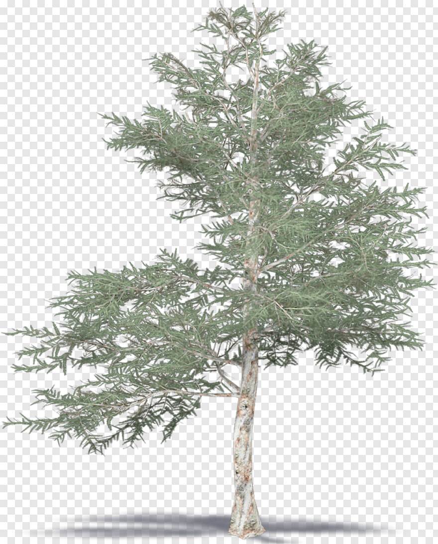 pine-tree-branch # 738994