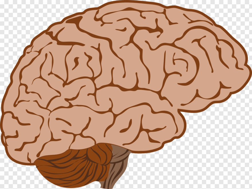 human-brain # 315441