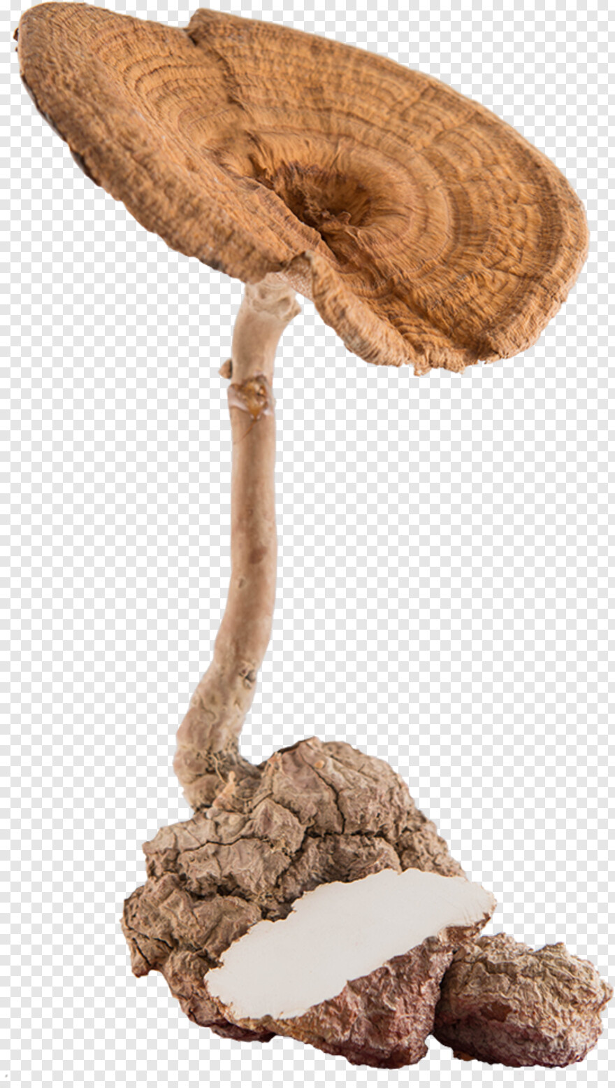 mushroom # 691559