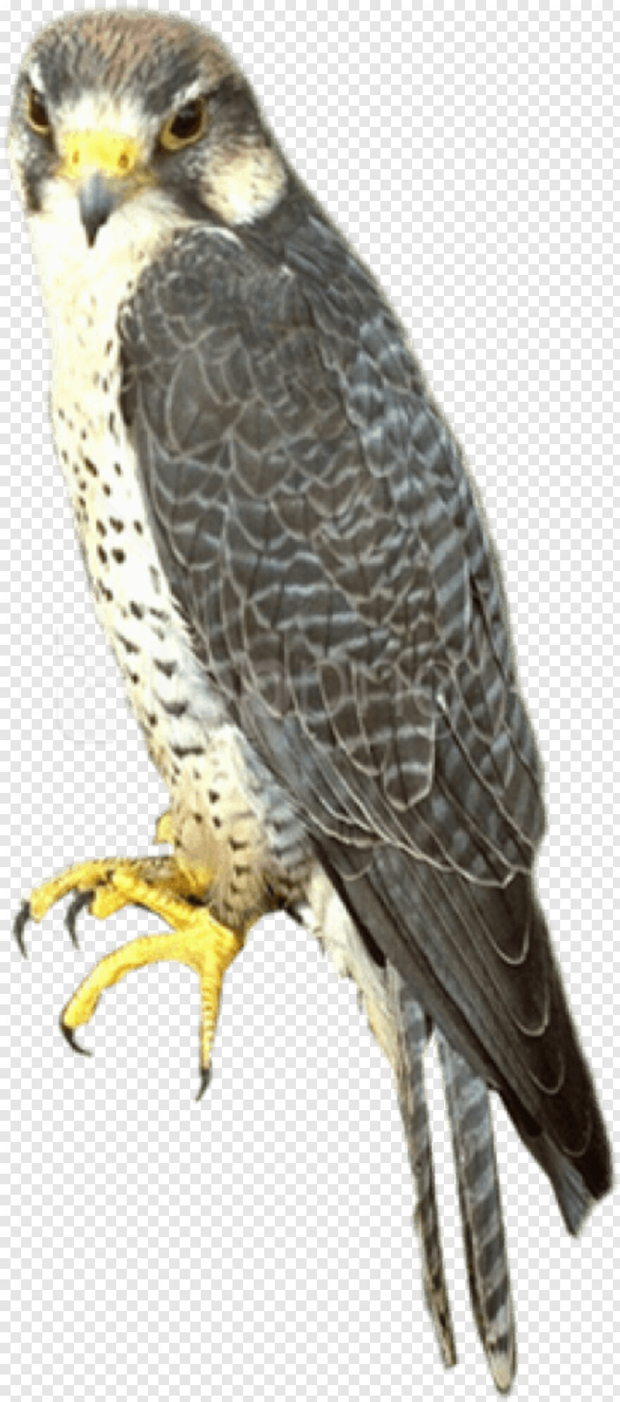 falcon # 847436
