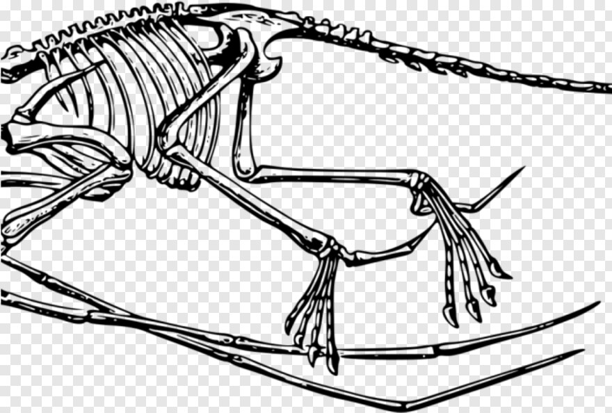  Pterodactyl, Skeleton, Fossil, Skeleton Key, Skeleton Head, Skeleton Hand