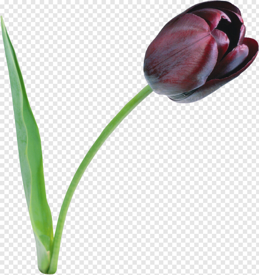 tulip # 793013