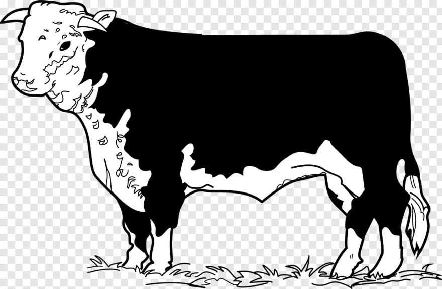 cow # 479375