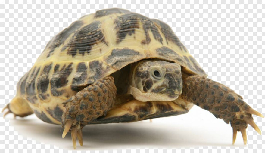 tortoise # 600796
