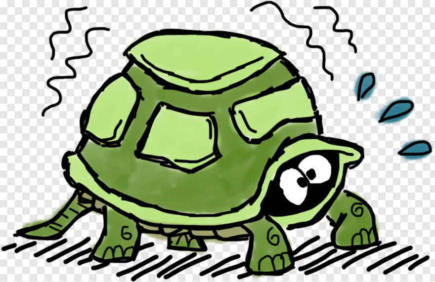 tortoise # 600794
