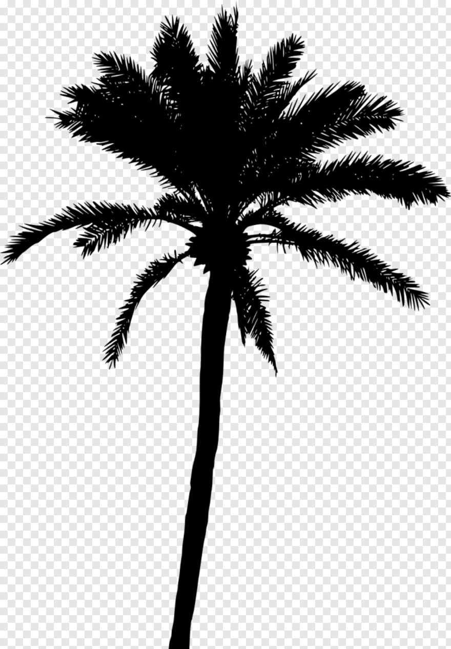 Palm Tree Leaf, Palm Tree Clip Art, Palm Tree Silhouette, Palm Tree ...