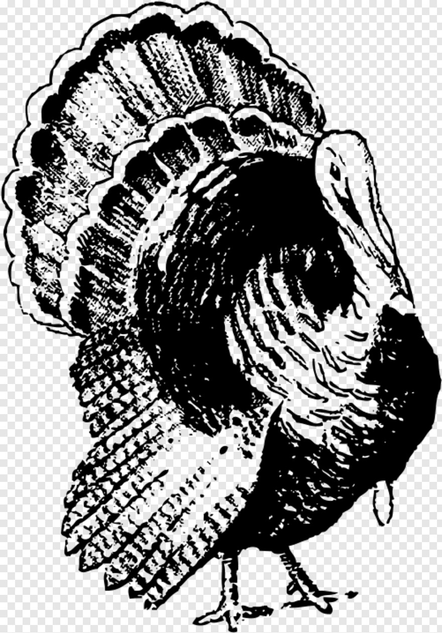 thanksgiving-turkey # 356521