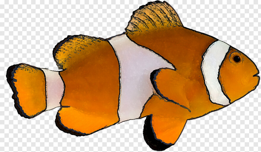 clown-fish # 994308
