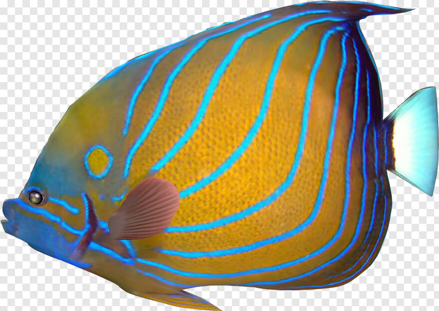 tropical-fish # 854192