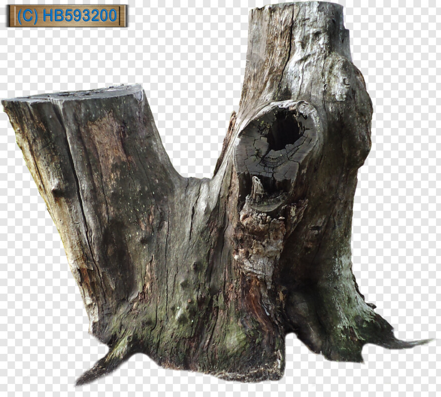 tree-stump # 461401