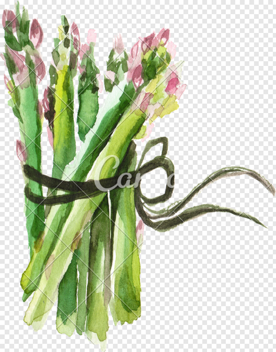asparagus # 476201