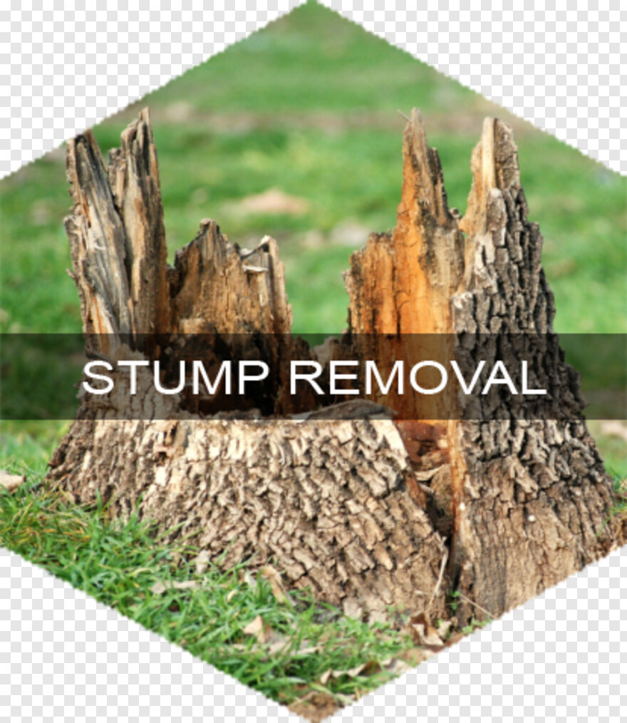 tree-stump # 489887