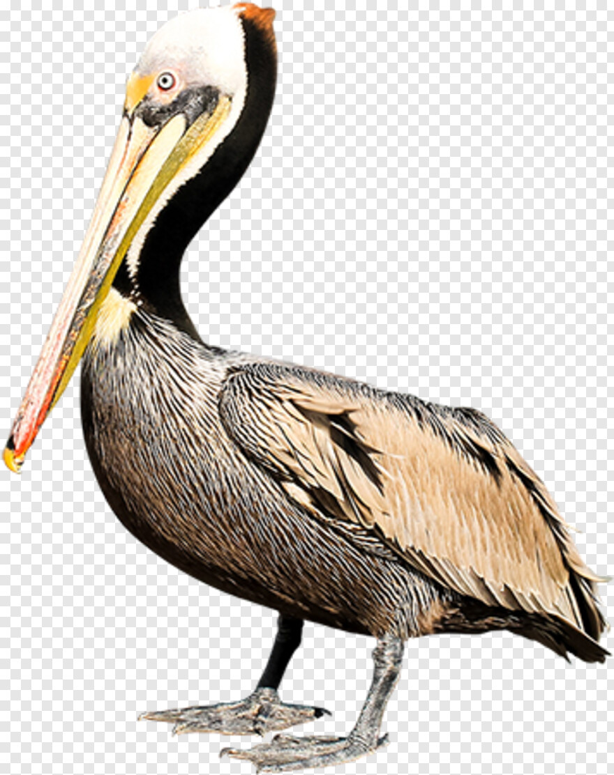 pelican # 659336