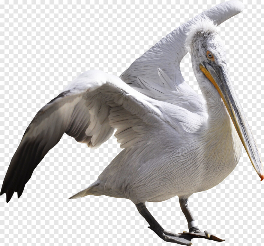 pelican # 659382