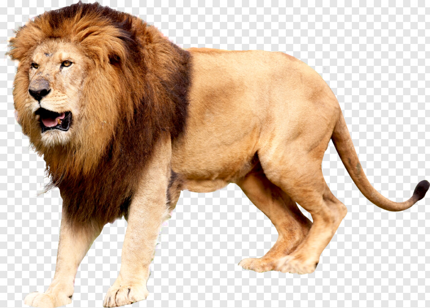 lion-roar # 429783