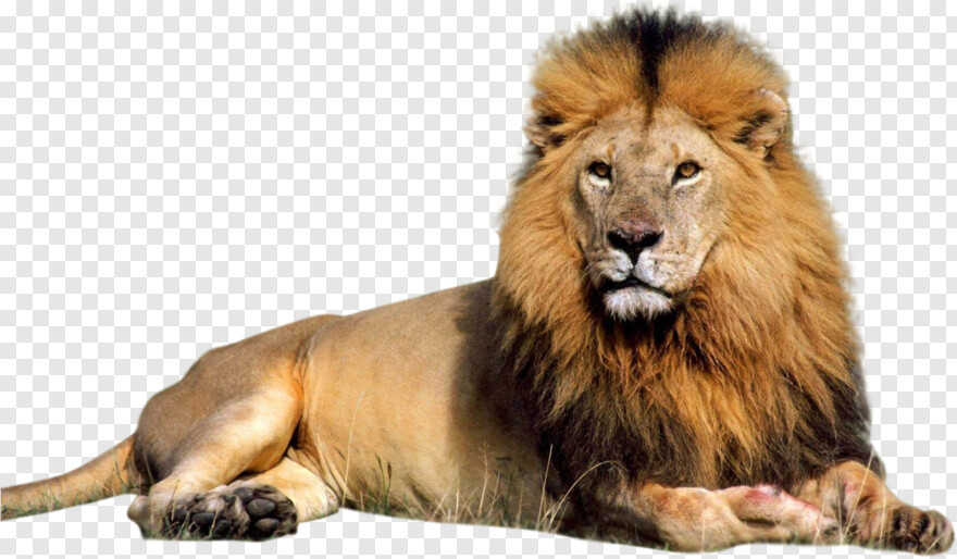 lion-roar # 714199