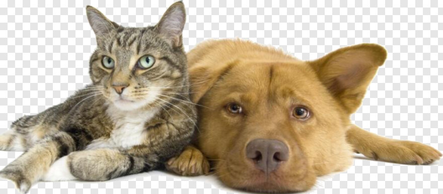 dog-and-cat # 1050453