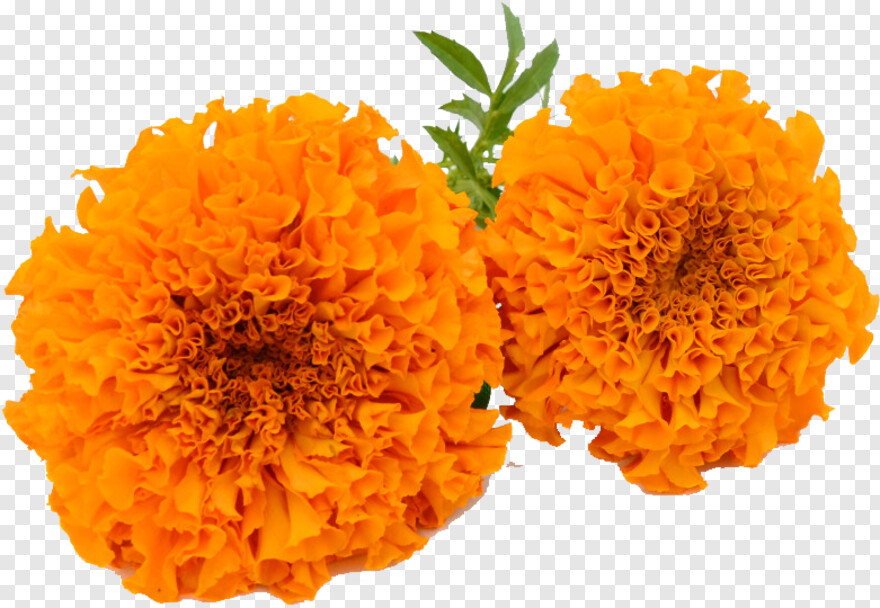 marigold-flower # 824325