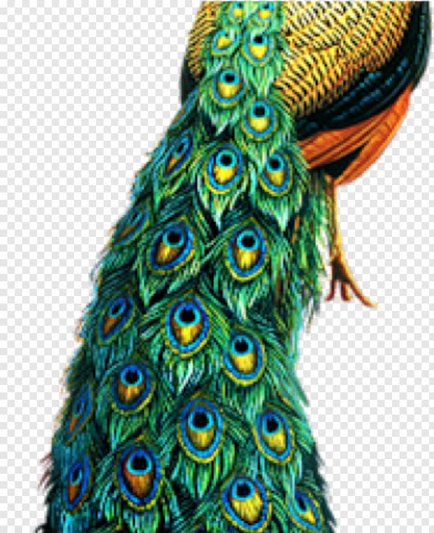 peacock-clipart # 427602