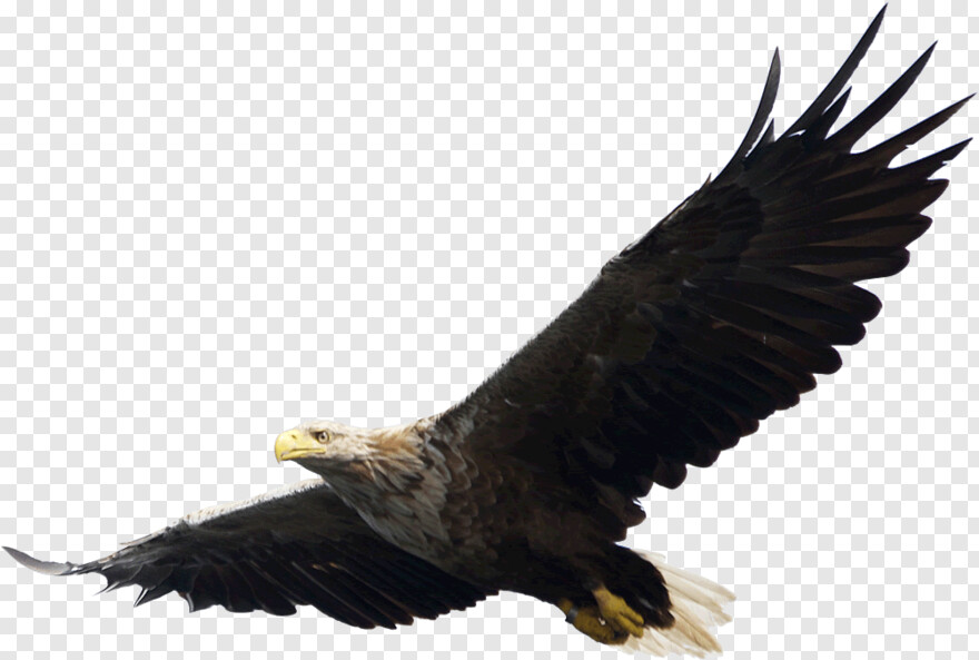  Bald Eagle, Eagle, American Flag Eagle, Eagle Globe And Anchor, American Eagle, Eagle Silhouette