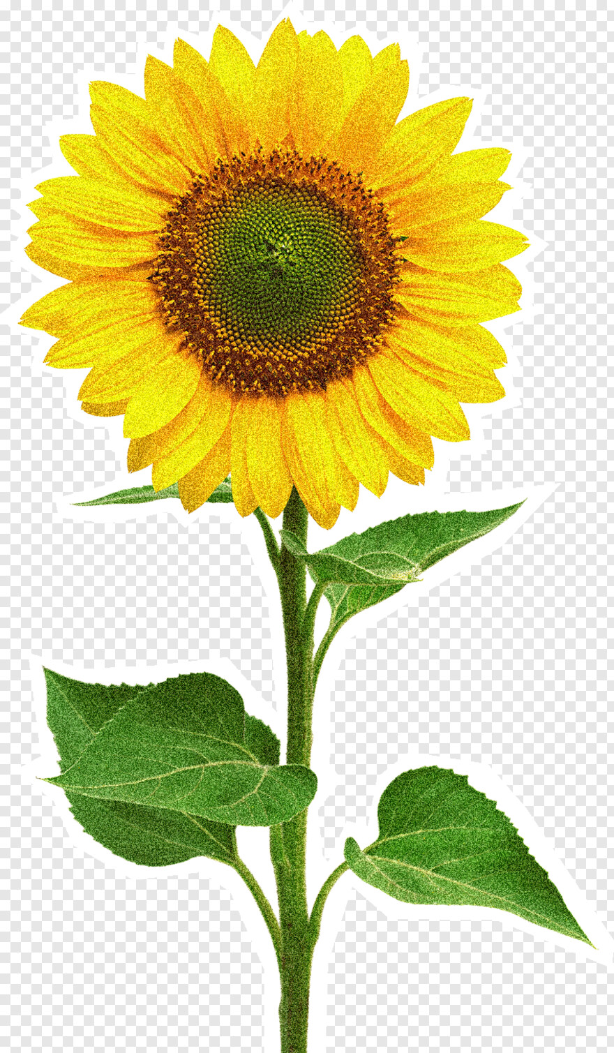sunflower-vector # 384990