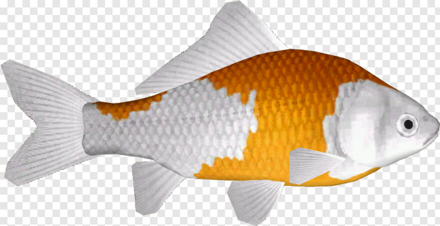 goldfish # 974606