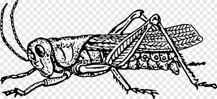 grasshopper # 356449
