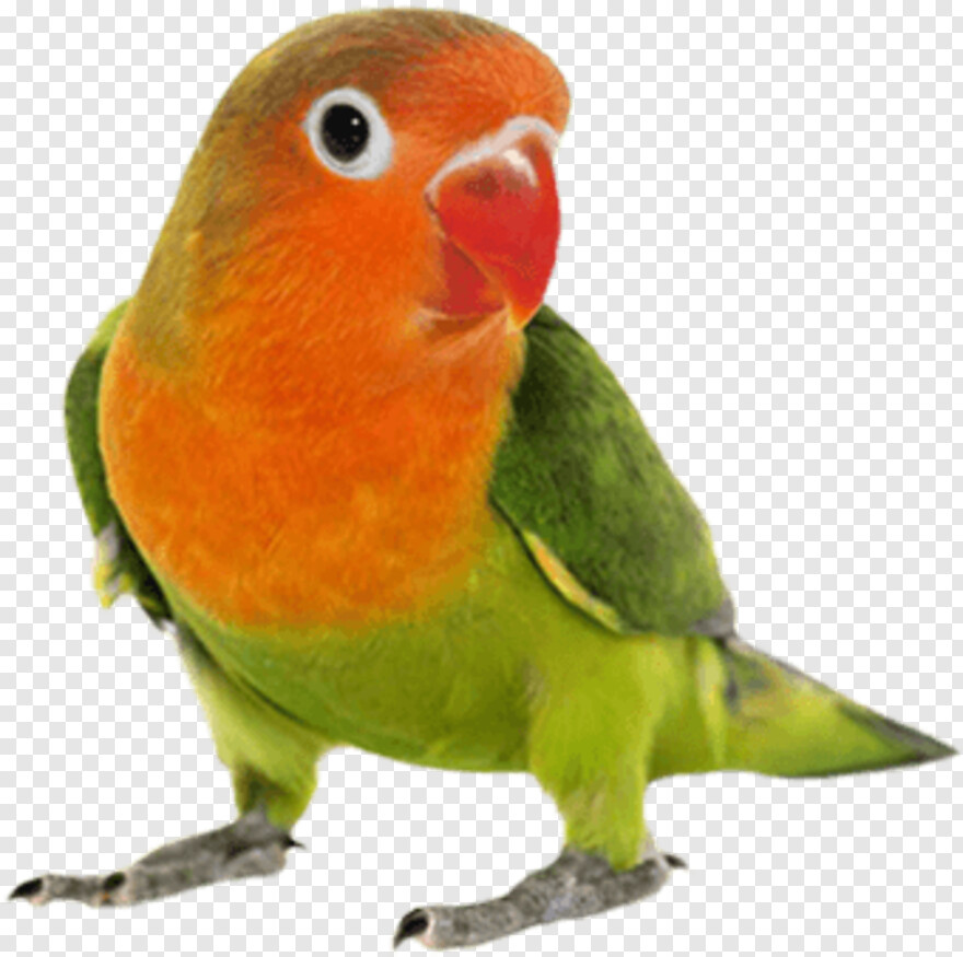  Phoenix Bird, Bird Wings, Bird, Big Bird, Twitter Bird, Twitter Bird Logo