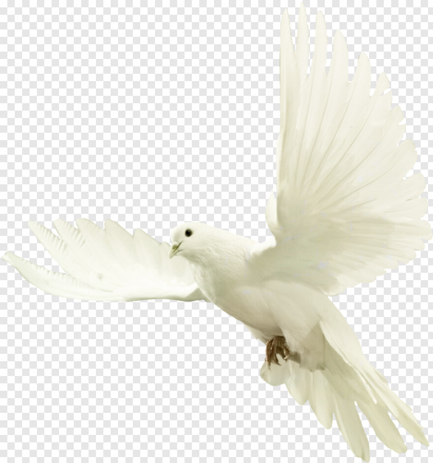 white-dove # 889165