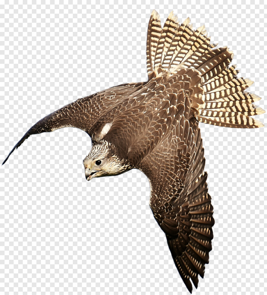 falcon # 475640