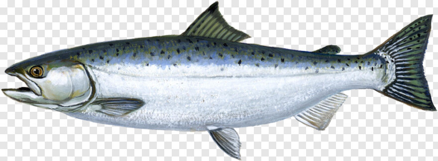 salmon # 563804