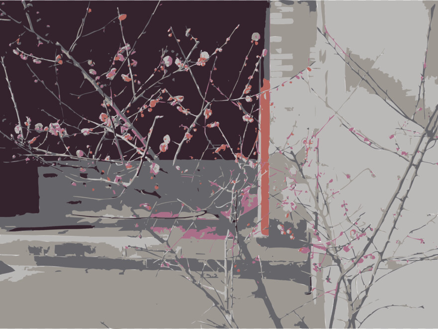 cherry-blossom-tree # 344451