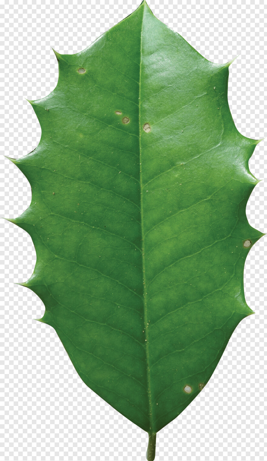 holly-leaves # 761267