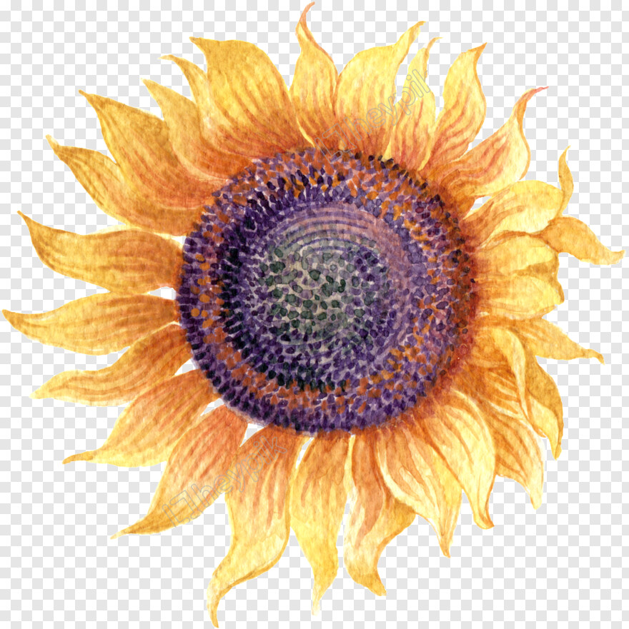 sunflower-vector # 429658