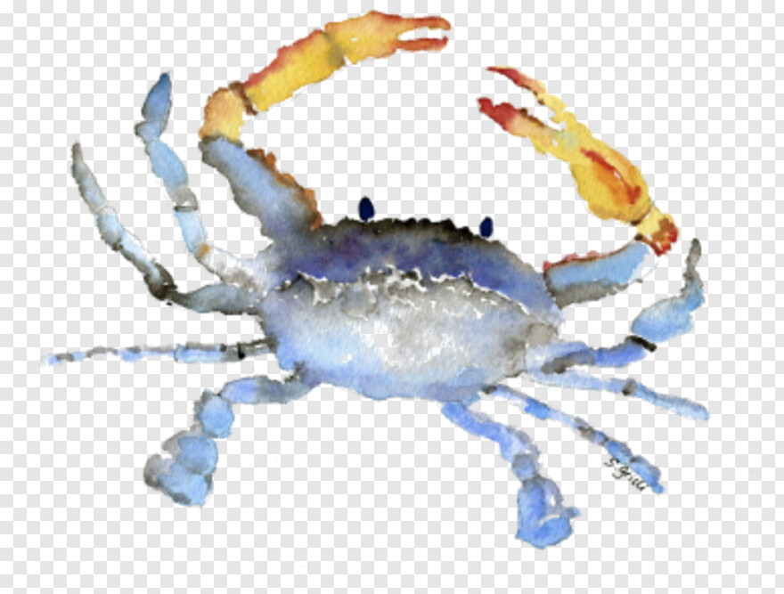 blue-crab # 429633