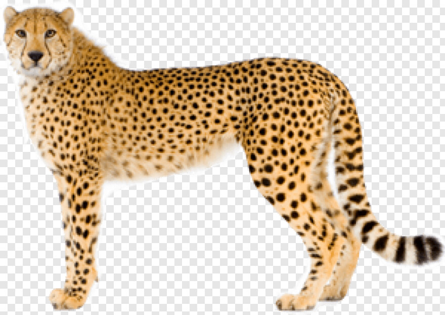 cheetah # 1029601